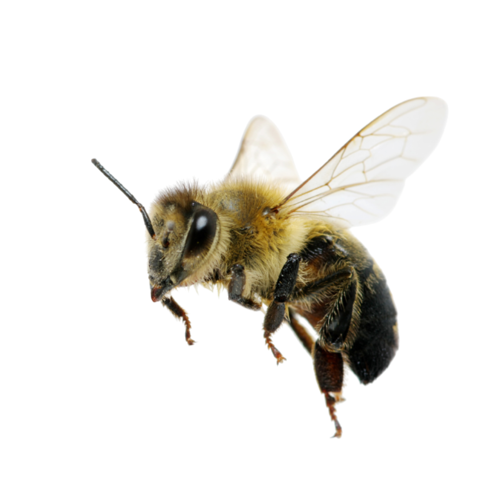 difference between wasps and bees